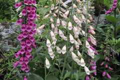 Digitalis purpurea